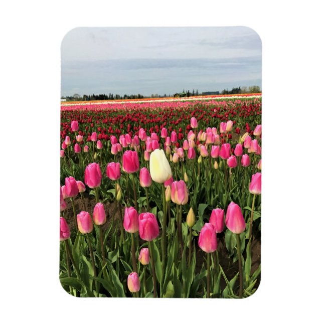 Tulip Farm in Oregon Magnet (Vertical)