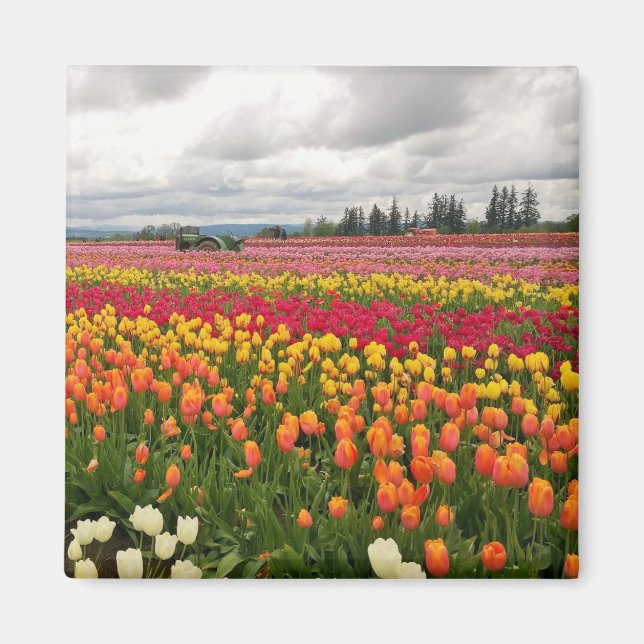 Tulip Farm Magnet (Front)