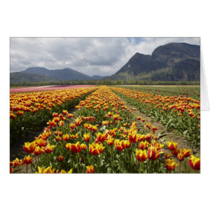 Tulip Farm near Agassiz, British Columbia,