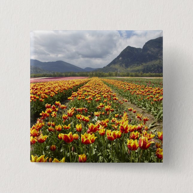Tulip Farm near Agassiz, British Columbia, 15 Cm Square Badge (Front)