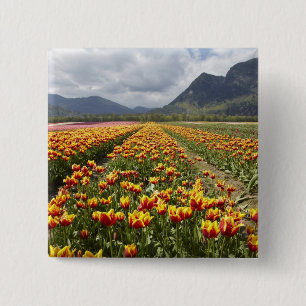 Tulip Farm near Agassiz, British Columbia, 15 Cm Square Badge