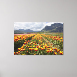 Tulip Farm near Agassiz, British Columbia, Canvas Print
