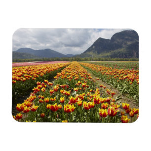 Tulip Farm near Agassiz, British Columbia, Magnet