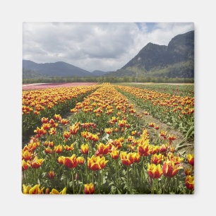 Tulip Farm near Agassiz, British Columbia, Magnet