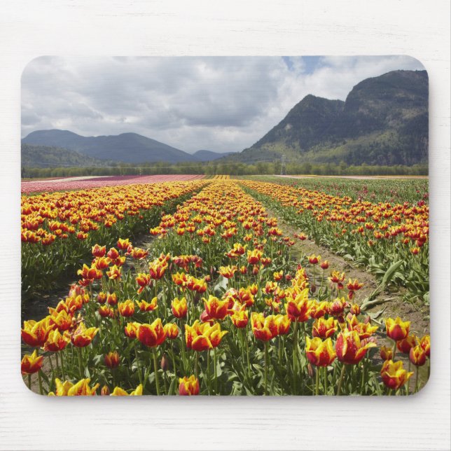 Tulip Farm near Agassiz, British Columbia, Mouse Mat (Front)