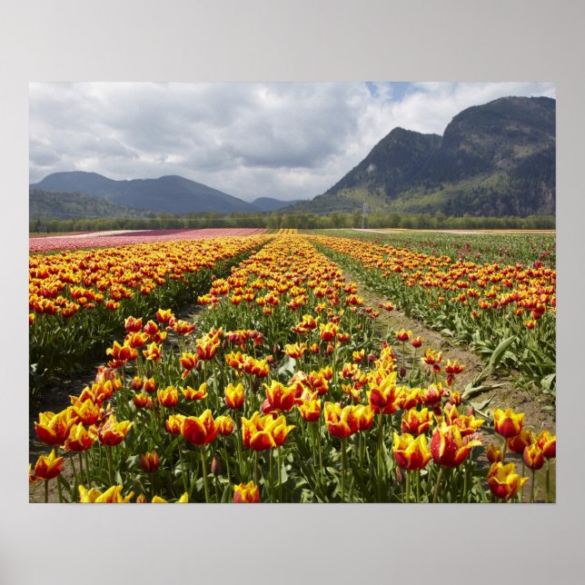 Tulip Farm near Agassiz, British Columbia, Poster (Front)
