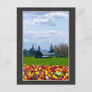Tulip Farm  -  Postcard
