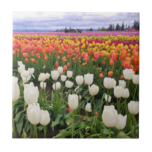 Tulip Farm Tile (Front)