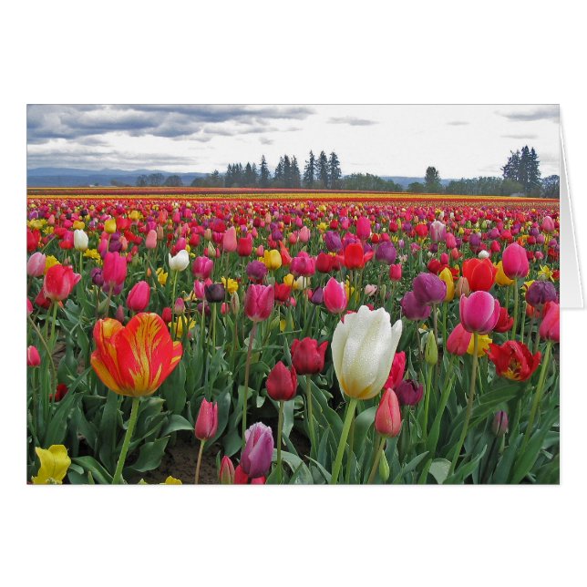 Tulip Festival (Front Horizontal)