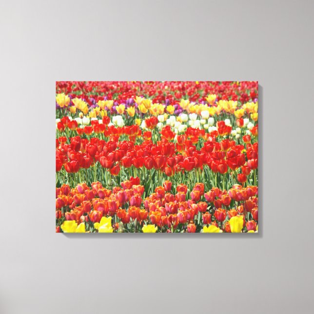 Tulip Festival Colourful Field of Tulips Fine Art Canvas Print (Front)