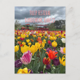 Tulip Festival, Dandenong, Victoria Postcard