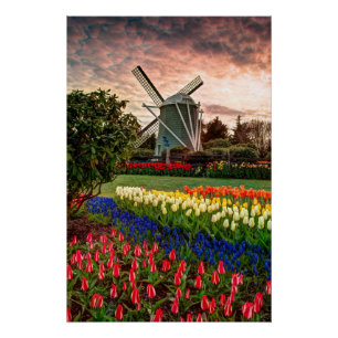 Tulip Festival Poster