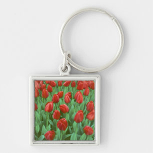 Tulip field blooms in the spring. key ring