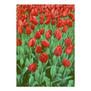 Tulip field blooms in the spring. photo print