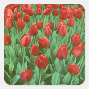 Tulip field blooms in the spring. square sticker