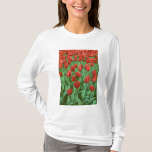 Tulip field blooms in the spring. T-Shirt