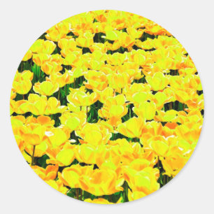 Tulip field - golden yellow classic round sticker