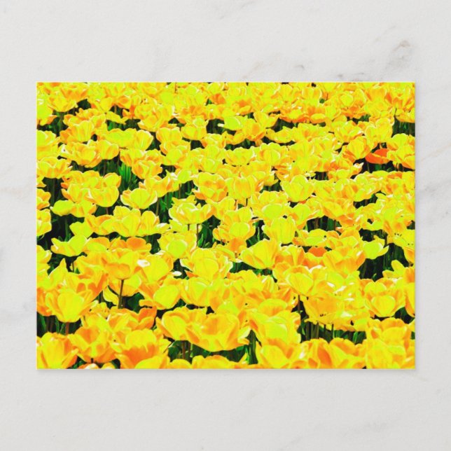 Tulip field - golden yellow postcard (Front)