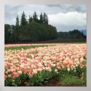 Tulip Field, Oregon Poster