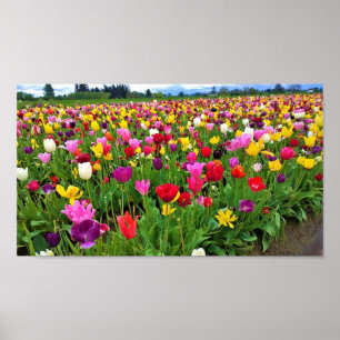 Tulip Field, Oregon Poster