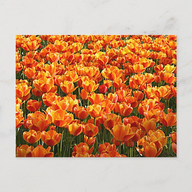 Tulip Field Postcard (Front)