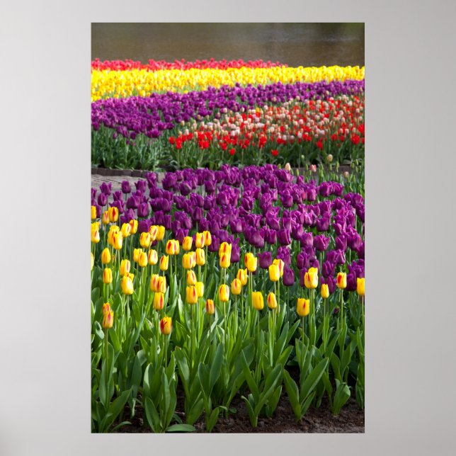 Tulip Field Poster (Front)
