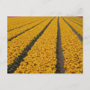 Tulip field, The Netherlands Postcard