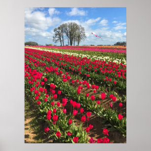 Tulip Field with Kite, Oregon Poster