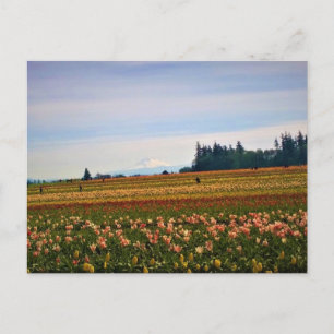 Tulip Field with Mt. Hood, Oregon Postcard
