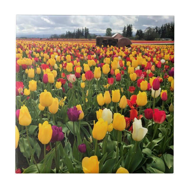 Tulip Field with Old Tractor, Oregon Tile (Front)