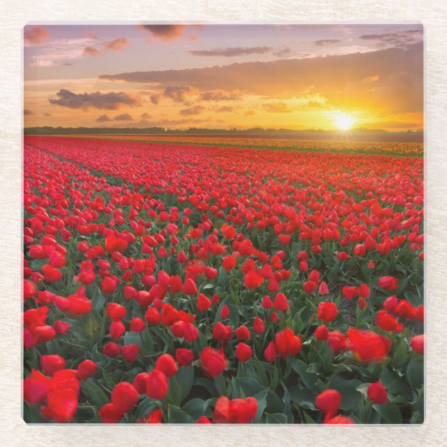 Tulip Fields at Sunset in the Netherlands Glass Coaster (Front)