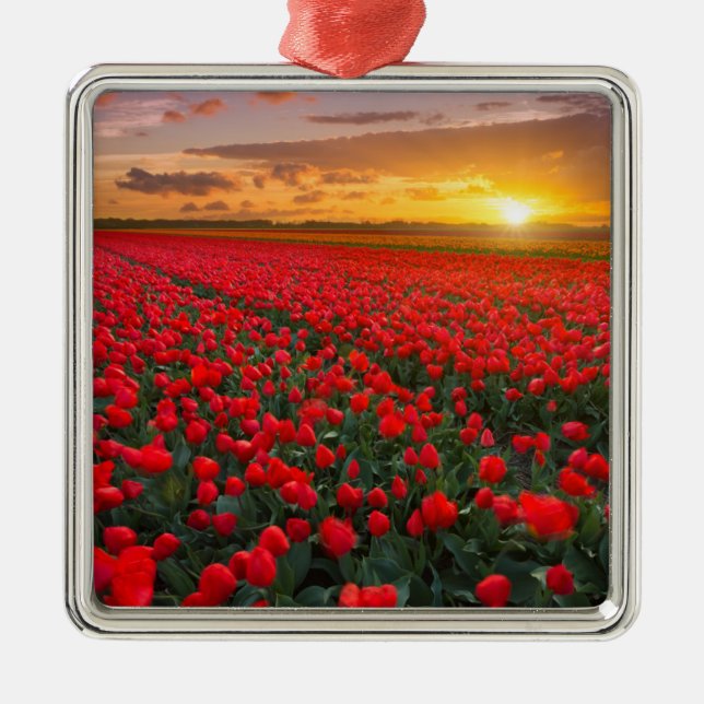 Tulip Fields at Sunset in the Netherlands Metal Tree Decoration (Front)