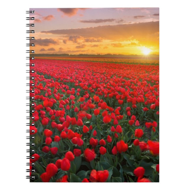 Tulip Fields at Sunset in the Netherlands Notebook (Front)