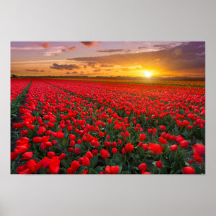 Tulip Fields at Sunset in the Netherlands Poster