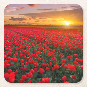 Tulip Fields at Sunset in the Netherlands Square Paper Coaster
