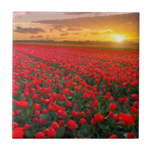 Tulip Fields at Sunset in the Netherlands Tile