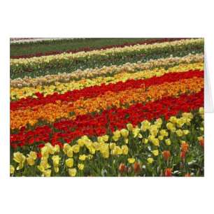 Tulip Fields, near Tapanui, West Otago, South