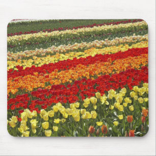 Tulip Fields, near Tapanui, West Otago, South Mouse Mat