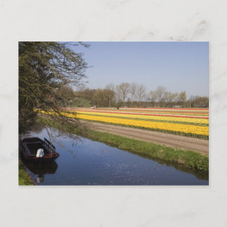 Tulip fields postcard