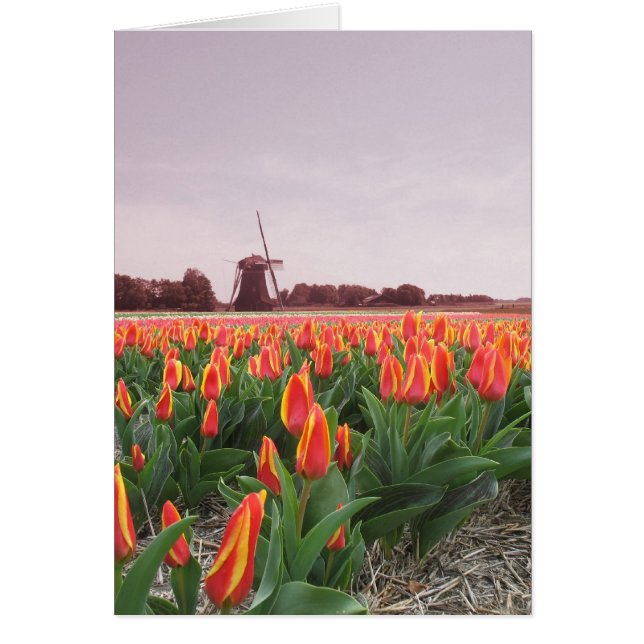 Tulip Flower Field and Windmill (Front)