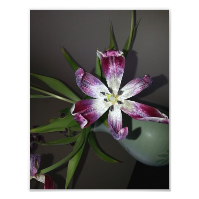 Tulip Flower Photo Print (Front)