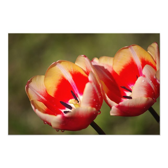 Tulip Flower Photo Print (Front)