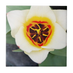 Tulip flower tile