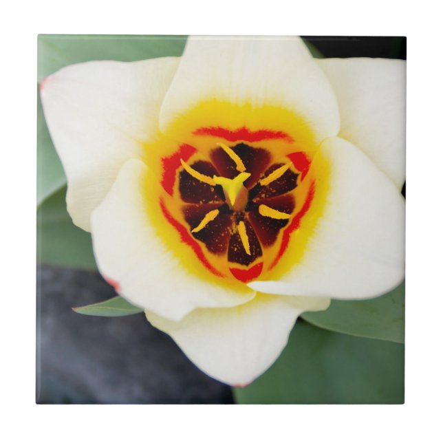 Tulip flower tile (Front)