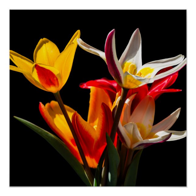Tulip flowers against black background poster (Front)