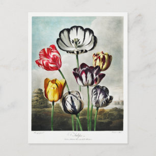 Tulip Flowers Artwork Holiday Postcard