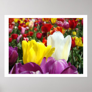 Tulip Flowers Fine Art Photography Tulips Floral Poster
