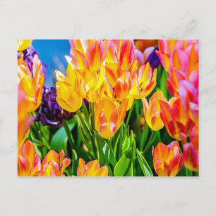 Tulip Flowers - Flourish Postcard
