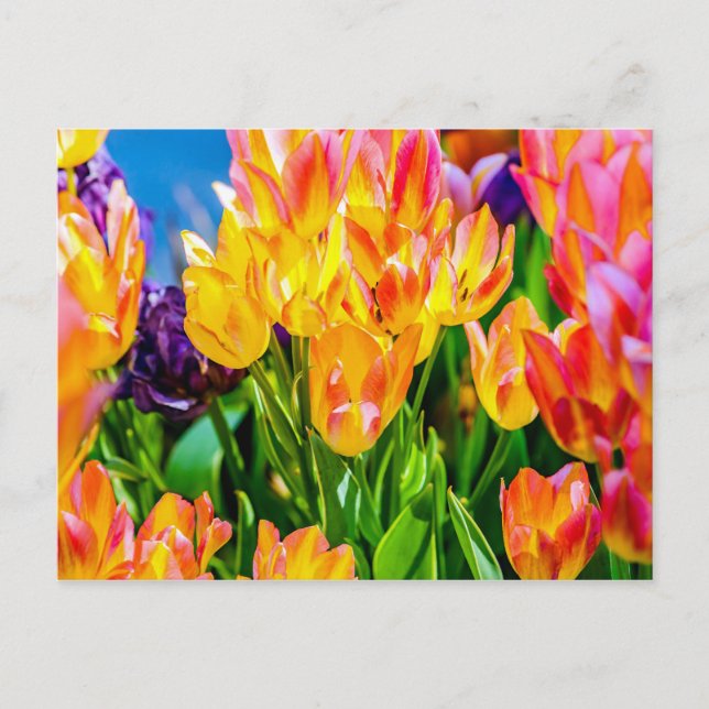Tulip Flowers - Flourish Postcard (Front)