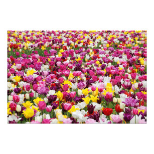 Tulip Flowers Garden Photo Print